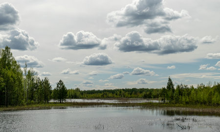 spring landscape with a developed bog lake, swampy meadows and bogs wonderful cumulus clouds and reflections in the water, Sedas heath, Latviaの写真素材