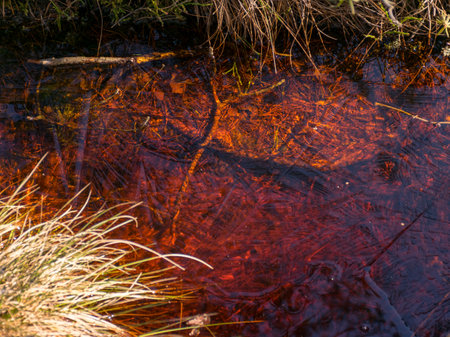 abstract picture with texture of frozen ice and swamp, beautiful red swamp water colorの写真素材