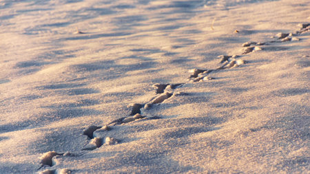 snow texture in oblique sun rays, white snow, suitable for background,の写真素材