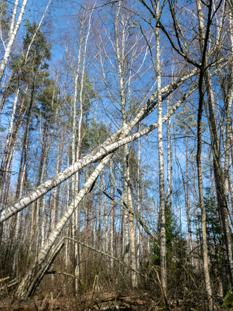 landscape with wild forest, trees overturned after a stormの写真素材