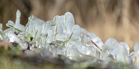 abstract picture with ice cubes embracing grass and tree roots, beautiful texture, suitable for backgroundの写真素材