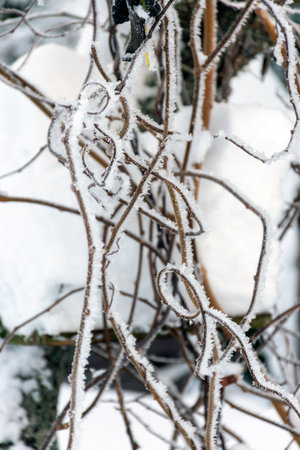 beautiful snow and frost artwork on tree branches, winter dayの写真素材