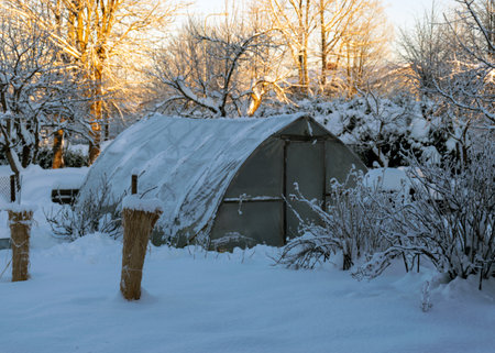 white winter landscape with greenhouses covered with snow, simple garden in winter under snow cover, Latviaの写真素材