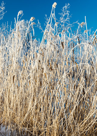 white frost on reeds, beautiful sunny winter day, texture of reeds, suitable for backgroundの写真素材