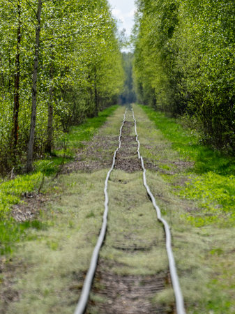 spring landscape with a cross-country railway in a swampy forest,
bog development, unclear close-upの写真素材