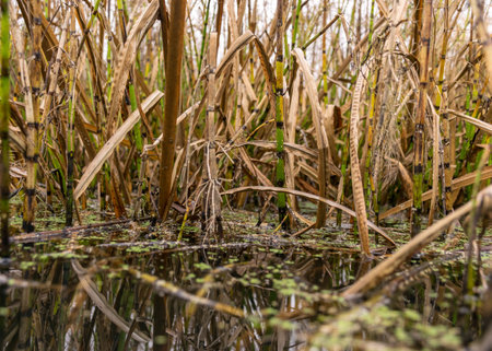 traditional river bank vegetation in autumn, river bank plants close-up, autumn on the riverの写真素材