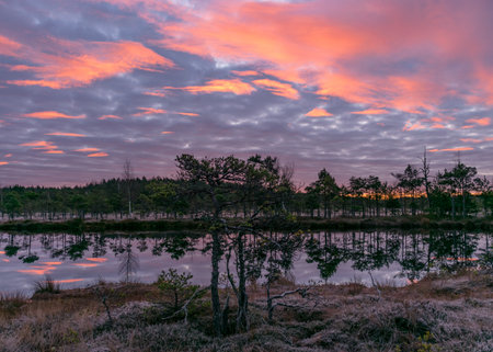 colorful sunrise over bog, dusk hour, dark swamp tree silhouettes, glorious sky, cold autumn morning, first frost on swamp vegetation, Latviaの写真素材