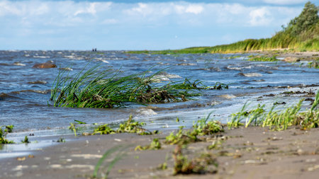 traditional seaside landscape from Estonia, sea grasses and rocks in shallow sea water, Kabli bird center, Parnu Bay, Estoniaの写真素材