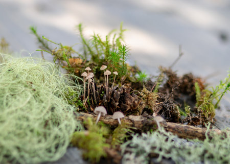 beautiful photo with mushrooms, small decorative mushrooms, moss and grass background, mushroom...
