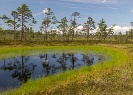 landscape with stunning bog views. beautiful clouds. View of the beautiful nature in the swamp -...