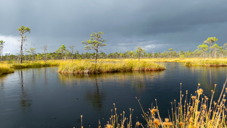 Dramatic clouds on the horizon, beautifu bog landscape before the storm, traditional swamp vegetation in autumn, sun-lit swamp landscape, Palsu swamp, Jumurda parish, Erglu district, Latviaの写真素材