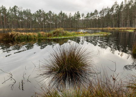 various old and rotten trees and tree branches on the shore of a swampy lake, flooded forest area,...