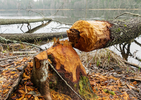 beaver bitten trees on the lake shore, winter day without snow, trees fell on the lake, gray day in natureの写真素材
