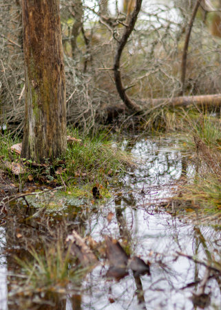 various old and rotten trees and tree branches on the shore of a swampy lake, flooded forest area, bog backgroundの写真素材
