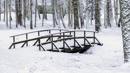 snowy park, snow blanket covers branches of trees and bushes, foggy and grainy snow fall background