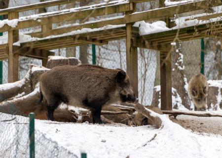 wild boar in a wooden paddock in winter, Gauja National Park, Ligatne, Latviaの写真素材