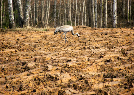 gray cranes on plowed field, blurred bush background, bird migration, spring, autumn timeの写真素材