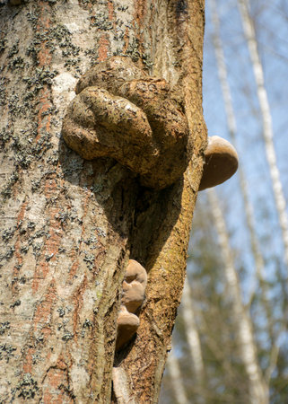 picture with pepper, on an old tree trunk, rotten wood texture, growths on the tree, spring