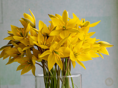 picture with yellow wild tulips in a glass vase, yellow petal fragments on a blurred backgroundの写真素材