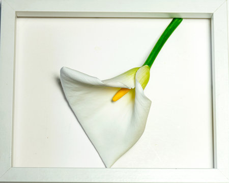 white calla flower in a white frame, happy holidays, spring timeの写真素材