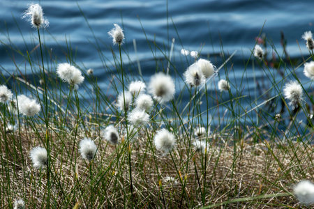 white cotton grass flowers in a marsh meadow blowing in the wind, marsh cotton grass plant blooming in early spring, marsh banner, cotton grass (Eriophorum angustifolium)の写真素材