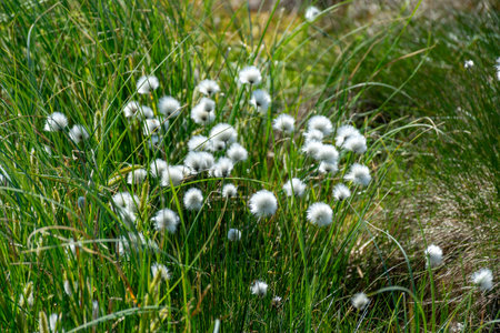 white cotton grass flowers in a marsh meadow blowing in the wind, marsh cotton grass plant blooming in early spring, marsh banner, cotton grass (Eriophorum angustifolium)の写真素材