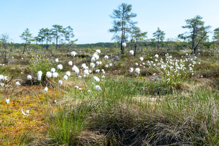 white cotton grass flowers in a marsh meadow blowing in the wind, marsh cotton grass plant blooming in early spring, marsh banner, cotton grass (Eriophorum angustifolium)の写真素材