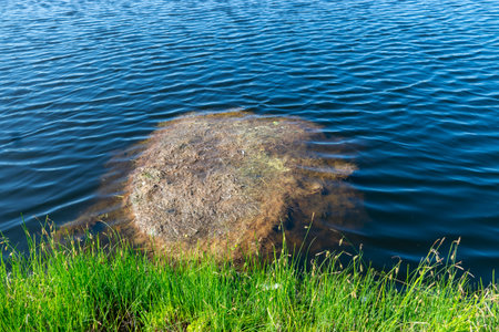 Bog grass and water pool, peat bog, peat formation in bog lake