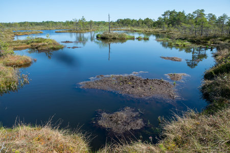 bog landscape, spring-colored bog vegetation, small bog lakes, islands covered with small bog pines,...