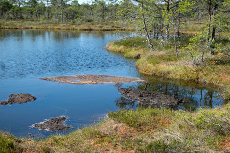 bog landscape, spring-colored bog vegetation, small bog lakes, islands covered with small bog pines,...