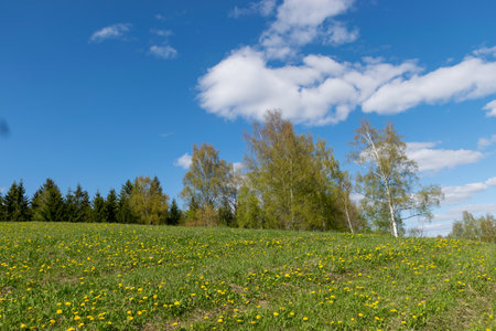 A bright spring landscape with a meadow, the first bright green of spring, a beautiful place for relaxation in natureの写真素材