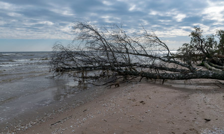 beautiful seascape with fallen trees on the coast, Kolkasrags, Latviaの写真素材