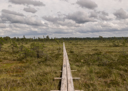 landscape with a pedestrian wooden footbridge over swamp wetlands with small pines. bog plants and ponds, a typical West-Estonian bog. Nigula Nature Reserveの写真素材