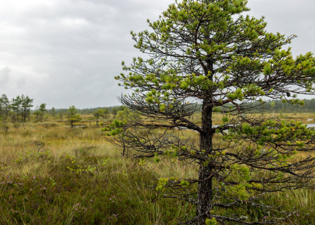 Rainy and gloomy day in the bog, traditional bog landscape with wet trees, grass and bog moss, foggy and rainy background, autumnの写真素材