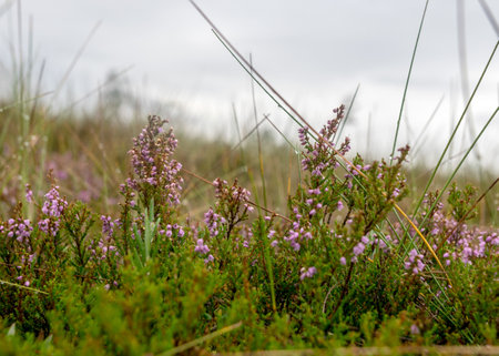 traditional bog vegetation with grass, mosses and lichens in the rain, foggy and rainy background,...