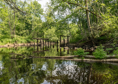 view of a small brown river, trees fall into the water, low river calm,
summer forest river reflection landscape.の写真素材
