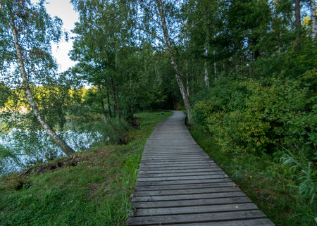 wooden footbridge through the forest, green grass and trees, light shines through the trees, summer...