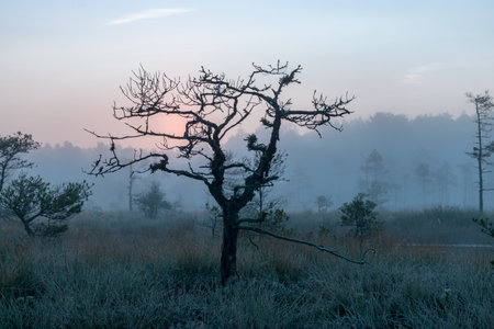 magical sunrise landscape from the bog in the early morning, tree silhouettes in the morning mist,...