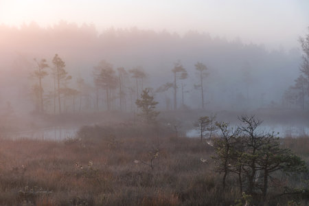 magical sunrise landscape from the bog in the early morning, tree silhouettes in the morning mist,...