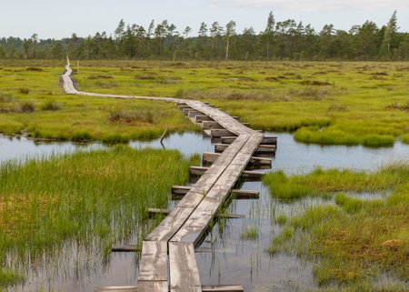 landscape with wooden wet pathway through swamp wetlands with small pine trees, marsh plants and ponds, a typical Western-Estonian bog. Nigula Nature Reserveの写真素材