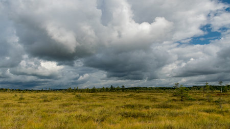 traditional summer landscape from a swamp, white cumulus clouds. Bright green bog grass and small...