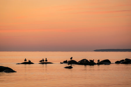 orange sunset by the sea, black stone and bird silhouettes against the sea background, summer eveningの写真素材
