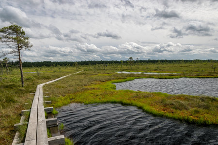 beautiful summer landscape with bog background and traditional vegetation, a wooden footpath leads...