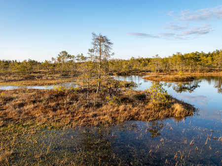 Swamp overgrown with trees and reeds, swamp lake at sunset, swamp vegetation in the foreground, Madieseni swamp, Kocenu district, Latviaの写真素材