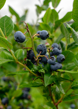 blueberry field, close-up view of juicy blueberry berries, harvest time, autumn timeの写真素材