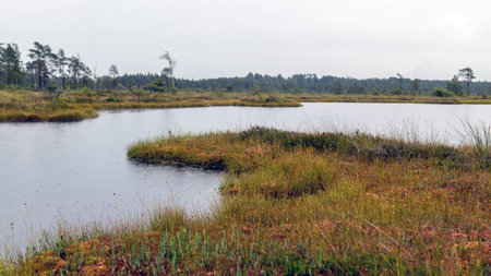 Rainy and gloomy day in the bog, traditional bog landscape with wet trees, grass and bog moss, foggy...