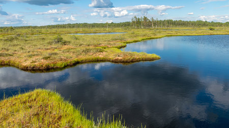 traditional summer landscape from a swamp, white cumulus clouds. Bright green bog grass and small bog pines. Nigula bog, Estoniaの写真素材