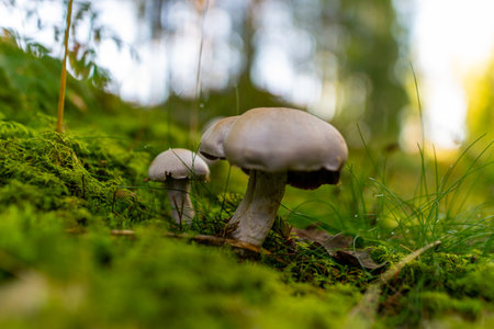 Low angle view of mushrooms growing on lush green moss in forest among ferns and tree trunks in autumn forestの写真素材