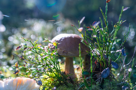 Low angle view of mushrooms growing on lush green moss in forest among ferns and tree trunks in autumn forestの写真素材