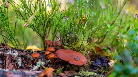 Low angle view of mushrooms growing on lush green moss in forest among ferns and tree trunks in...